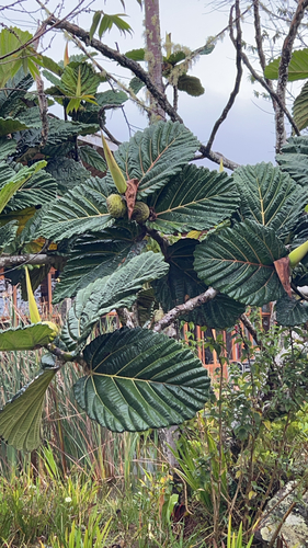 Ficus dammaropsis observed 2026-08-14