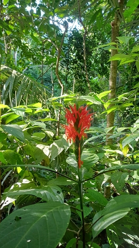 Pachystachys coccinea, 2026-08-16