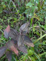 Salvia urticifolia