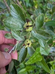 Crataegus uniflora