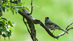 Sylvia nigricapillus