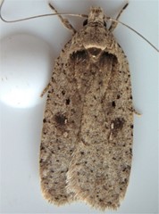 Agonopterix clemensella