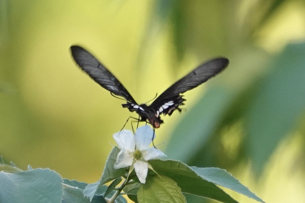 Common Rose (Pachliopta aristolochiae)