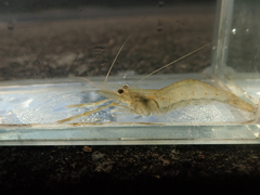 Macrobrachium nipponense
