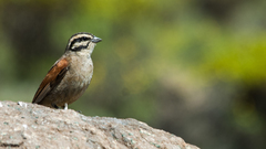 Emberiza capensis