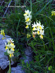 Orchis pauciflora