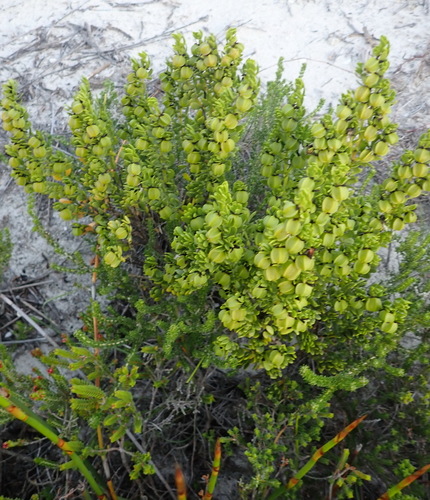 Image of Coast Twinleaf (Roepera fuscata) by (c) Nicola van Berkel, some rights reserved (CC BY-SA)