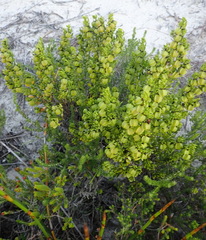 Roepera fuscata