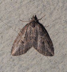 Chesias isabella