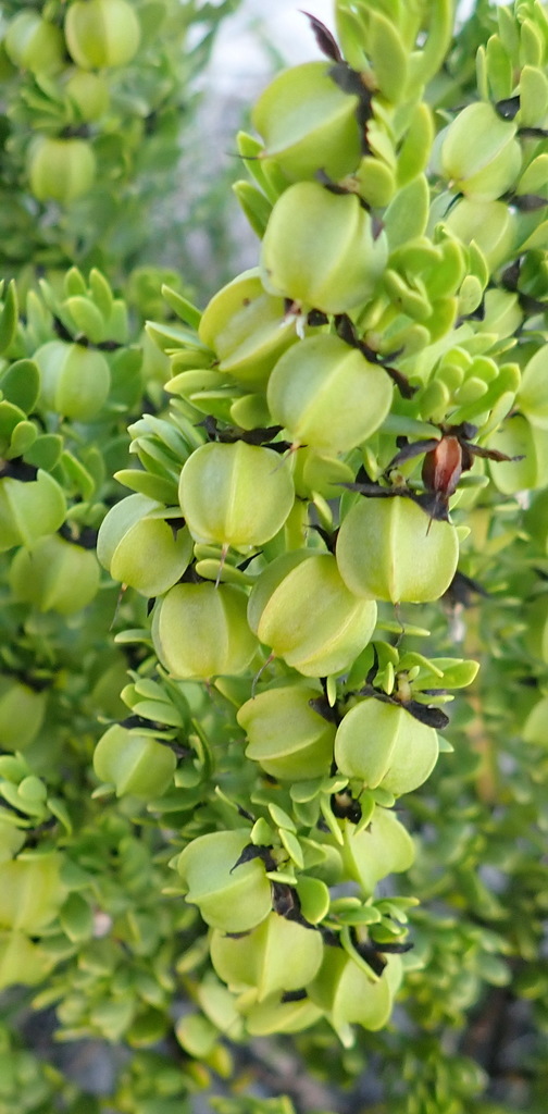 Coast Twinleaf