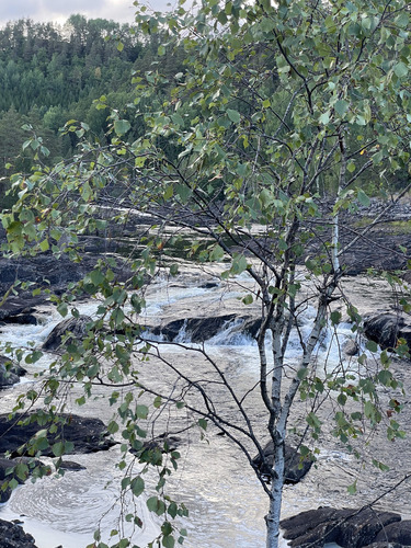 silver birch