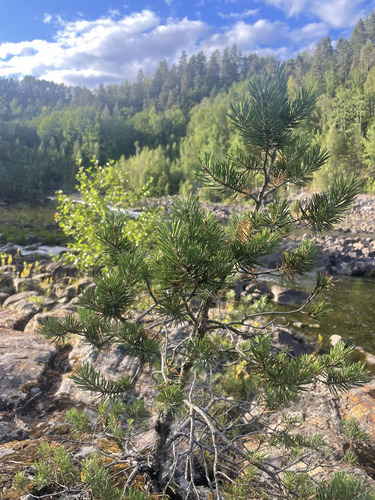 Scots pine