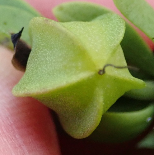 Image of Roepera fuscata by (c) Nicola van Berkel, some rights reserved (CC BY-SA)