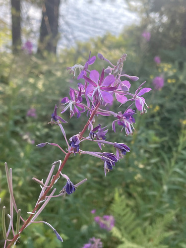 fireweed