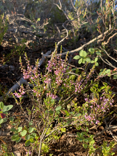 common heather