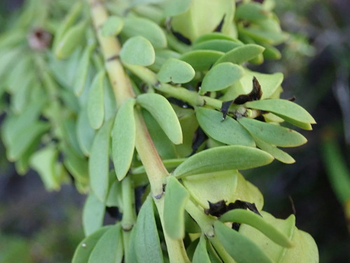 Image of Coast Twinleaf (Roepera fuscata) by (c) Nicola van Berkel, some rights reserved (CC BY-SA)