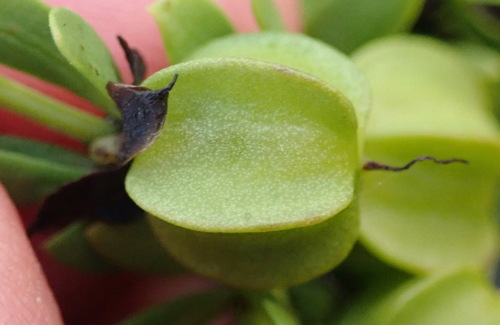 Image of Coast Twinleaf (Roepera fuscata) by (c) Nicola van Berkel, some rights reserved (CC BY-SA)