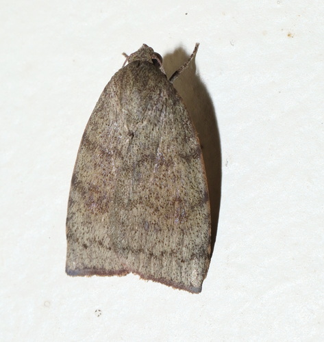 Austrocarea iocephala
