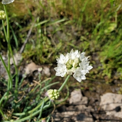 Allium haematochiton