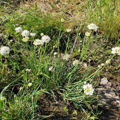 Allium haematochiton