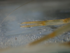 Macrobrachium nipponense