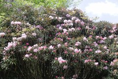 Rhododendron makinoi