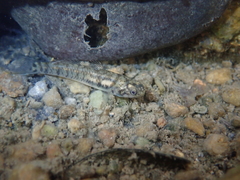 Mugilogobius chulae