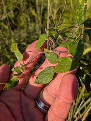 Celtis tenuifolia, photograph (c) Devin Floyd, some rights reserved (CC BY)