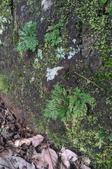 Selaginella tamariscina, photograph (c) 許文俊, some rights reserved (CC BY-SA)