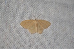 Thalera pistasciaria
