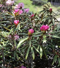 Rhododendron makinoi