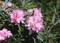 Rhododendron makinoi