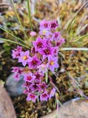 Sedum villosum