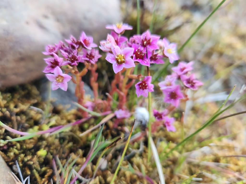 Sedum villosum; photograph (c) Archie, some rights reserved (CC BY)