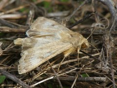 Heliothis nubigera
