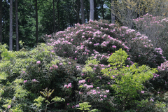 Rhododendron makinoi