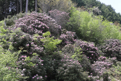 Rhododendron makinoi