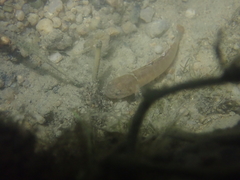 Mugilogobius abei