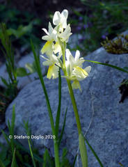 Orchis pauciflora