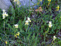 Orchis pauciflora