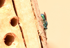 Chrysis iris