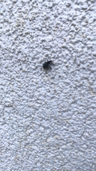 Otiorhynchus sulcatus