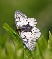 Parnassius glacialis