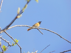 Phoenicurus phoenicurus