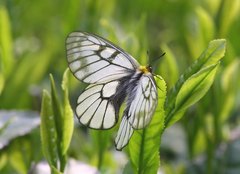 Parnassius glacialis