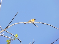 Phoenicurus phoenicurus