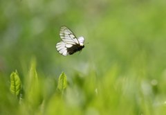 Parnassius glacialis