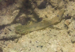 Wuhanlinigobius polylepis