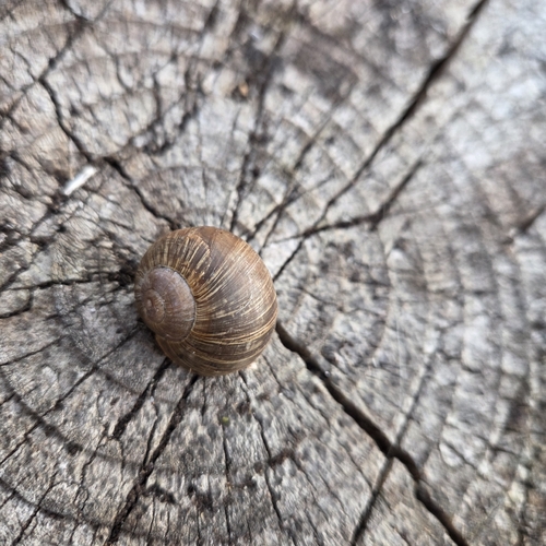 Roman Snail