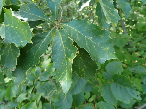 Quercus prinoides, photograph 4